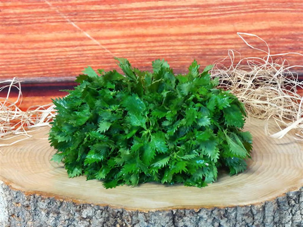 Plante Naturel Pour Agrandir Le Peni Pdf