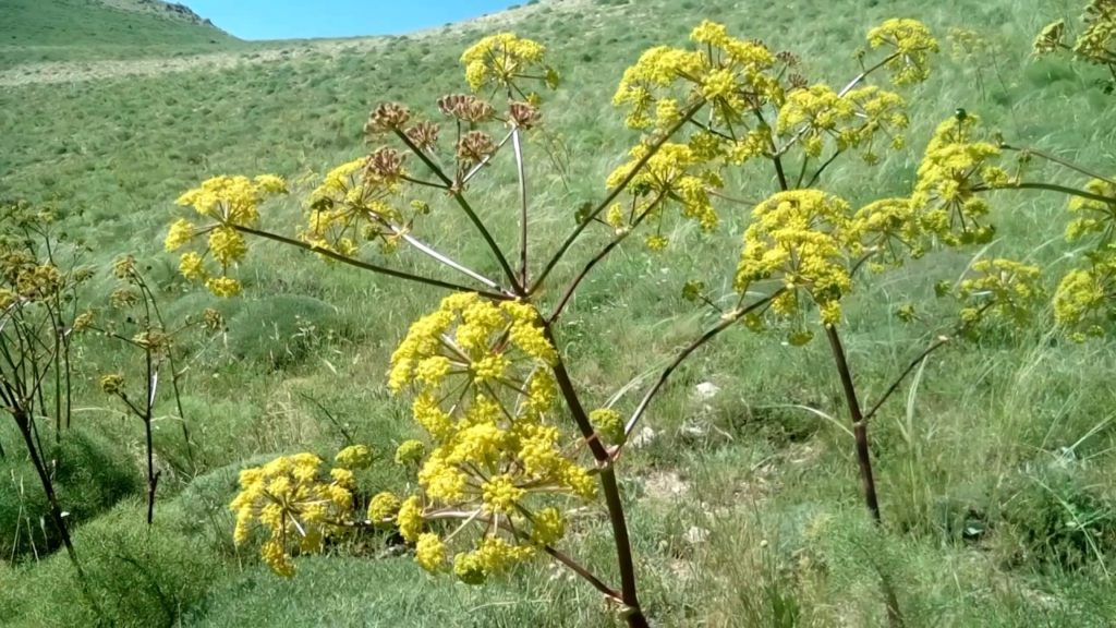 Plante Naturel Pour Agrandir Le Peni Pdf